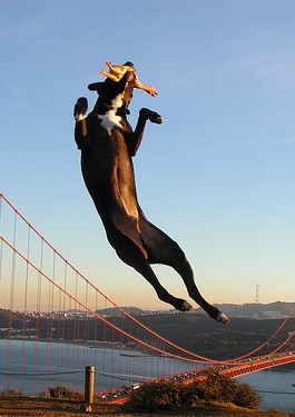 Dog making a huge leap